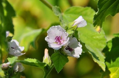 חוטמית רפואית