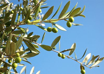 צמחים